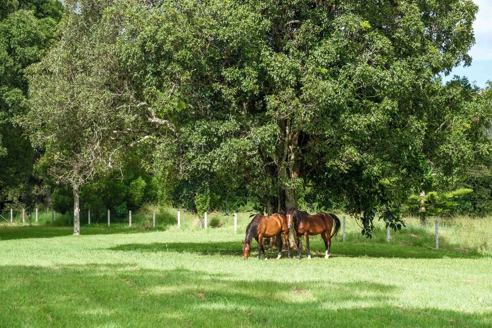 Additional image 36 of 42 May Street, Dunoon NSW 2480