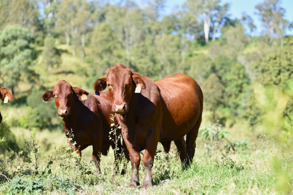 Lot 4 Mary Valley Road, Brooloo QLD 4570, Image 0