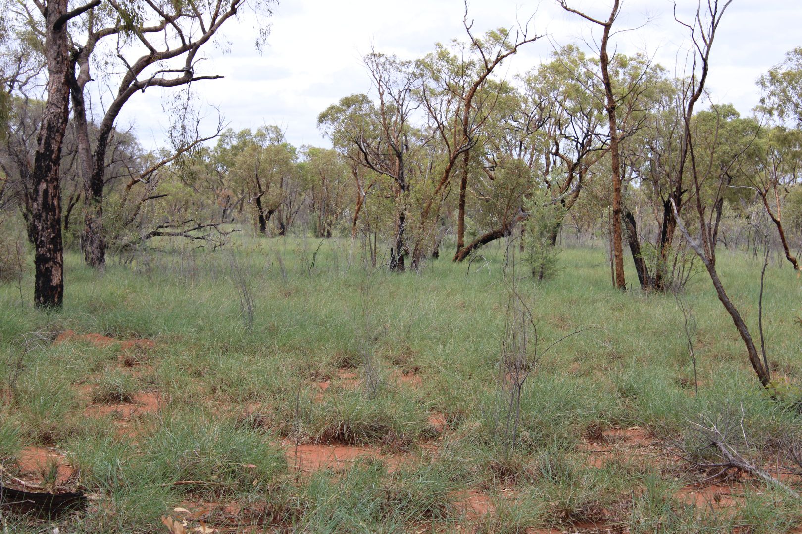 Narbethong Road, Jericho QLD 4728, Image 2