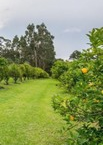 Picture of 70 Frenchman Bay Road, MOUNT ELPHINSTONE WA 6330