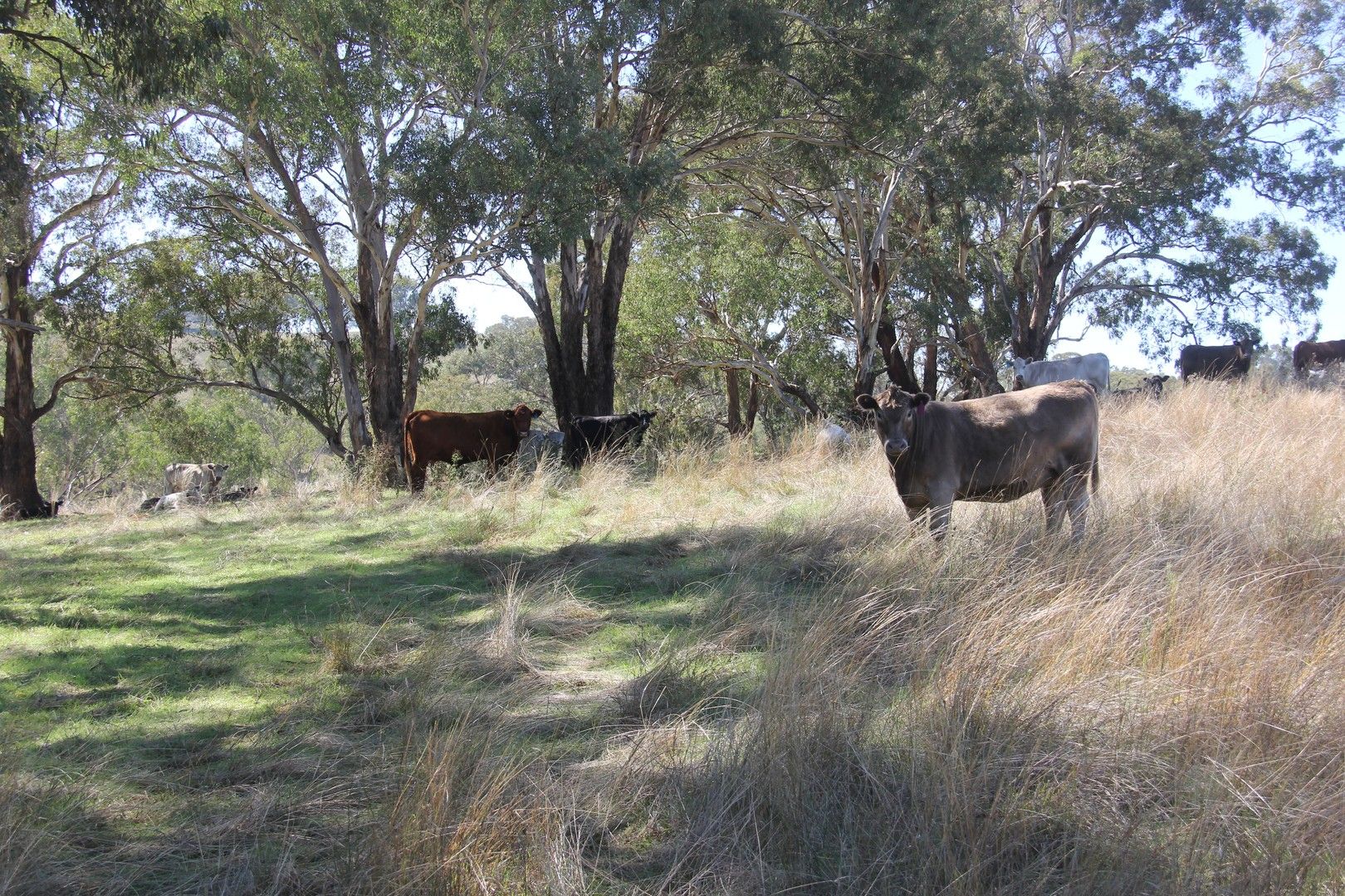 Rural in 1278 Cumbamurra Road, BERREMANGRA NSW, 2582