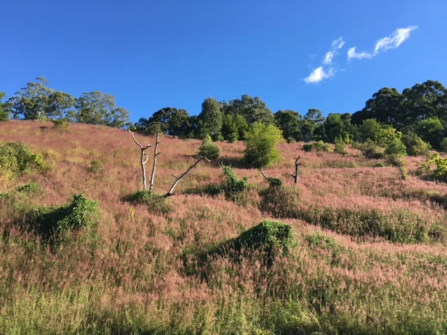 Additional image 10 of Main Arm NSW 2482