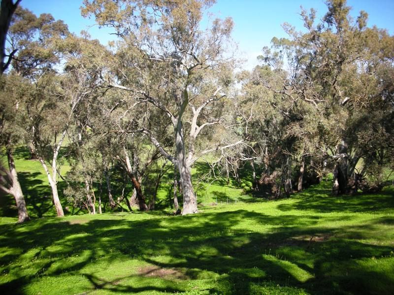 Lot 9 Leaney Court, Penrice SA 5353, Image 1