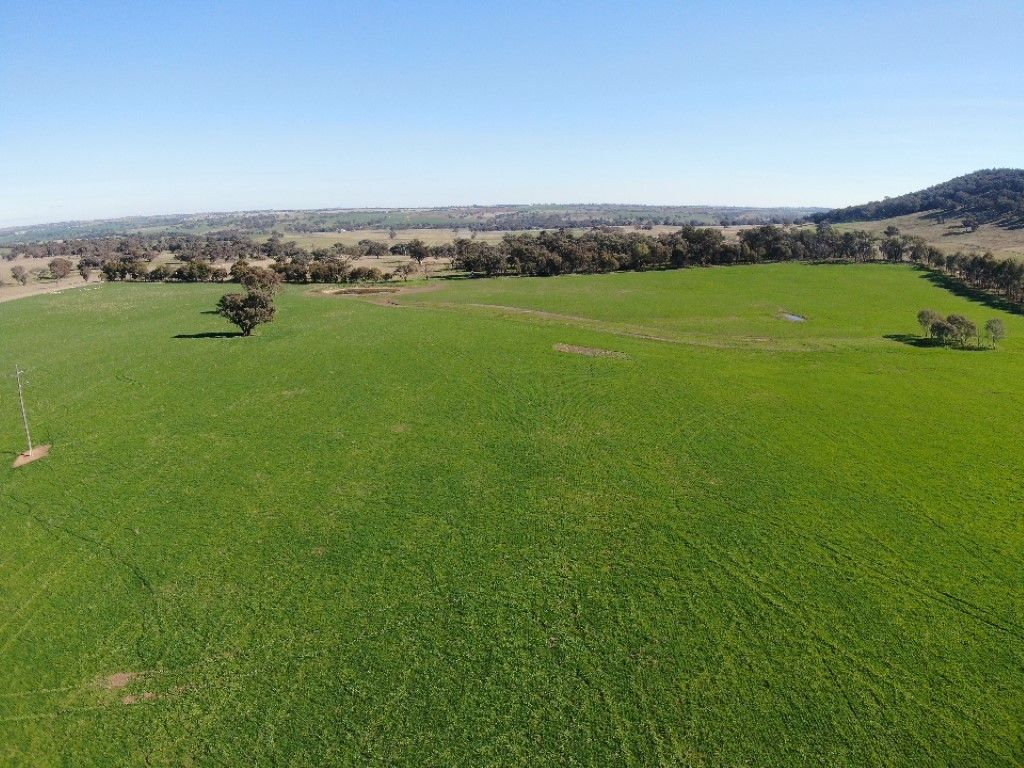 'Black Range' Cusack Road, Boorowa NSW 2586 Farm for Sale Domain