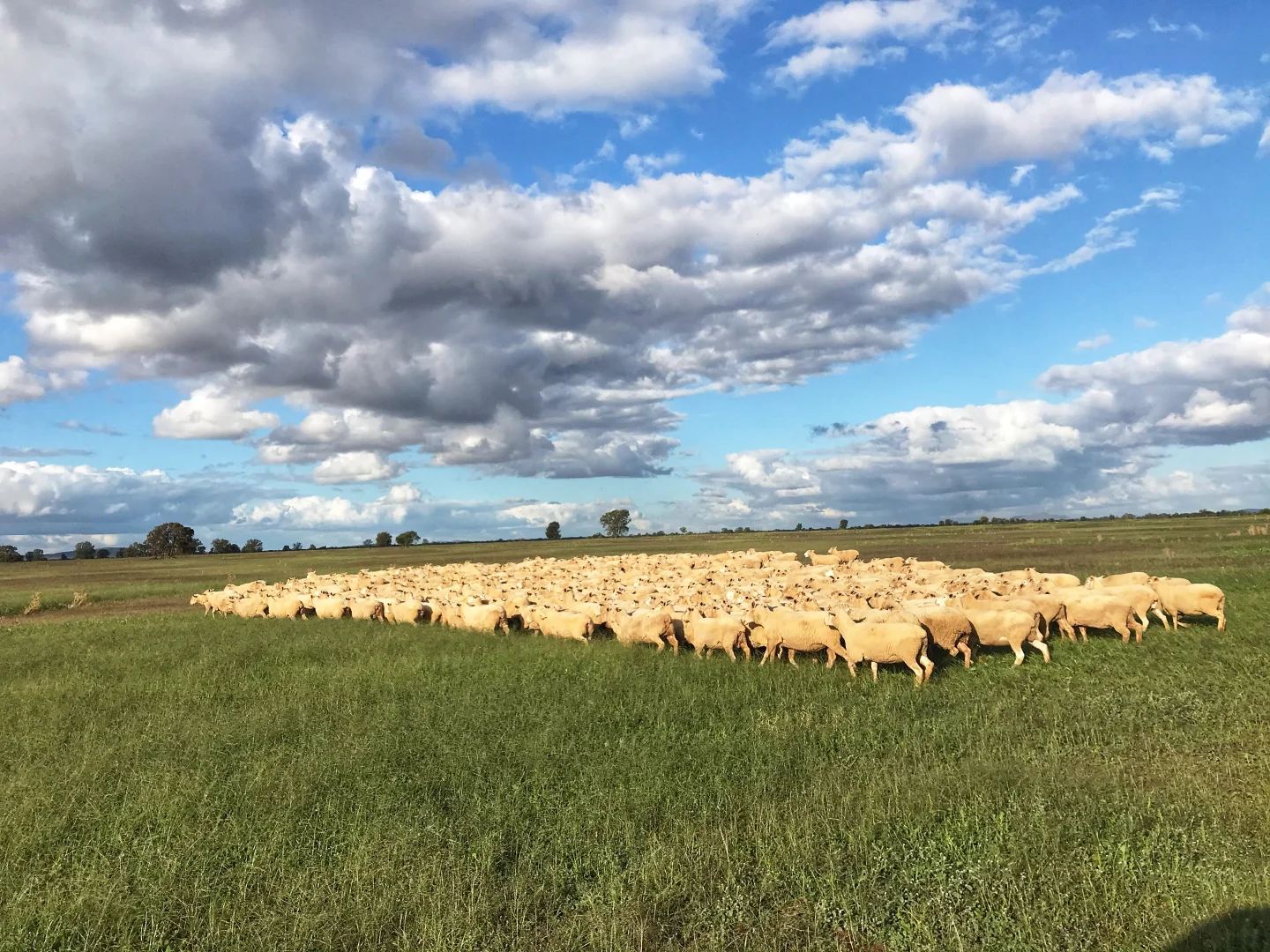 Additional image 18 of Rosewood Aggregation 7033 The Gipps Way, Condobolin NSW 2877