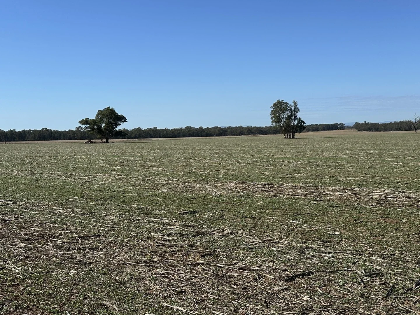 . Lilydale Road, Balldale NSW 2646