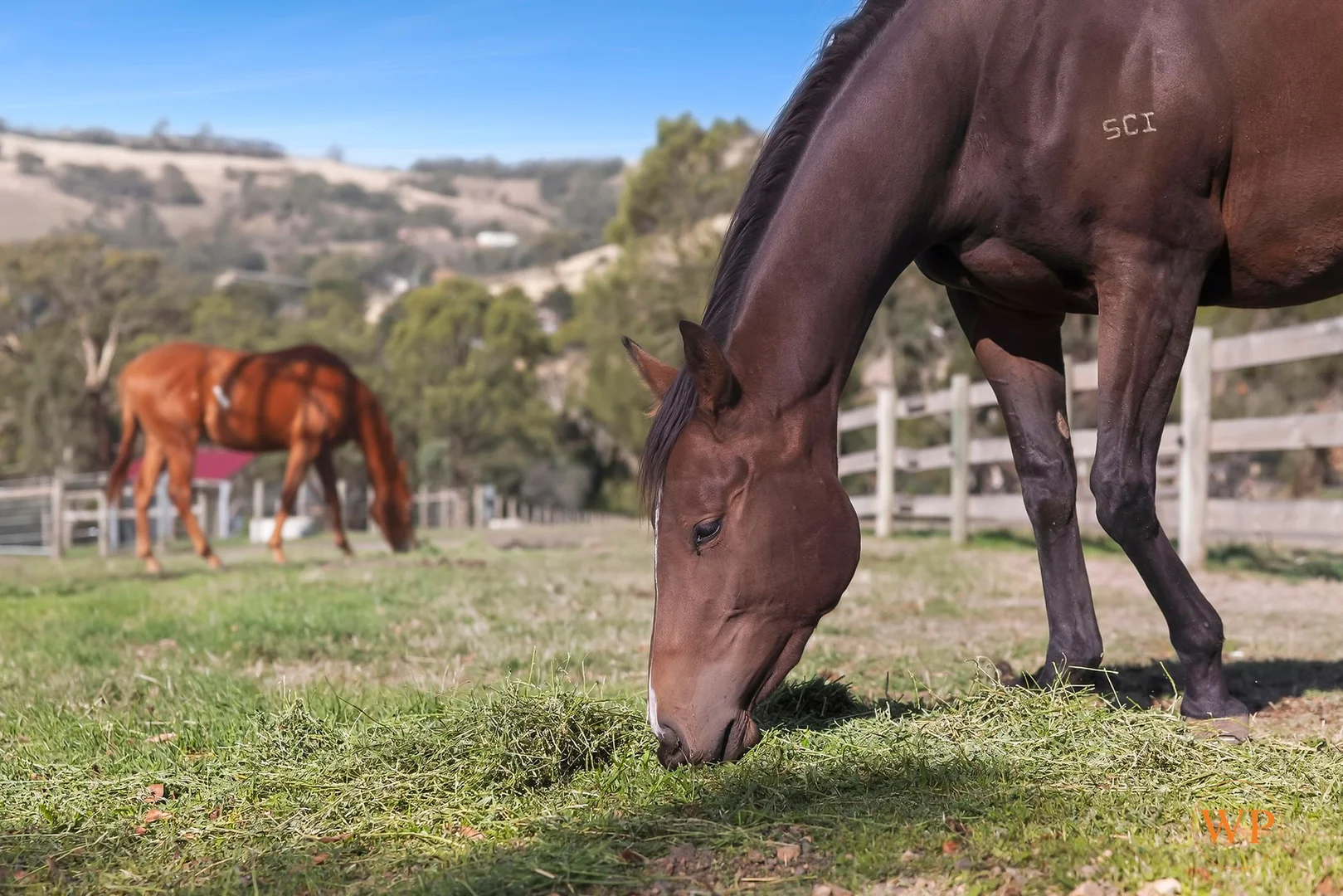 Additional image 19 of 185 Osheas Road, Kilmore East VIC 3764