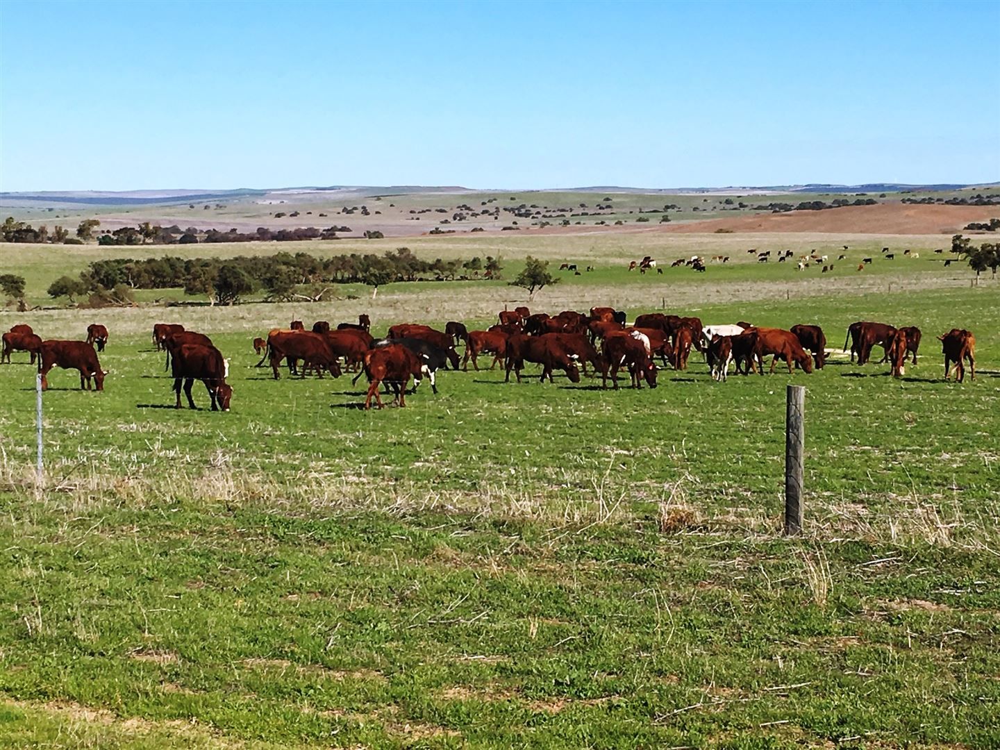 Badgingarra WA 6521, Image 2