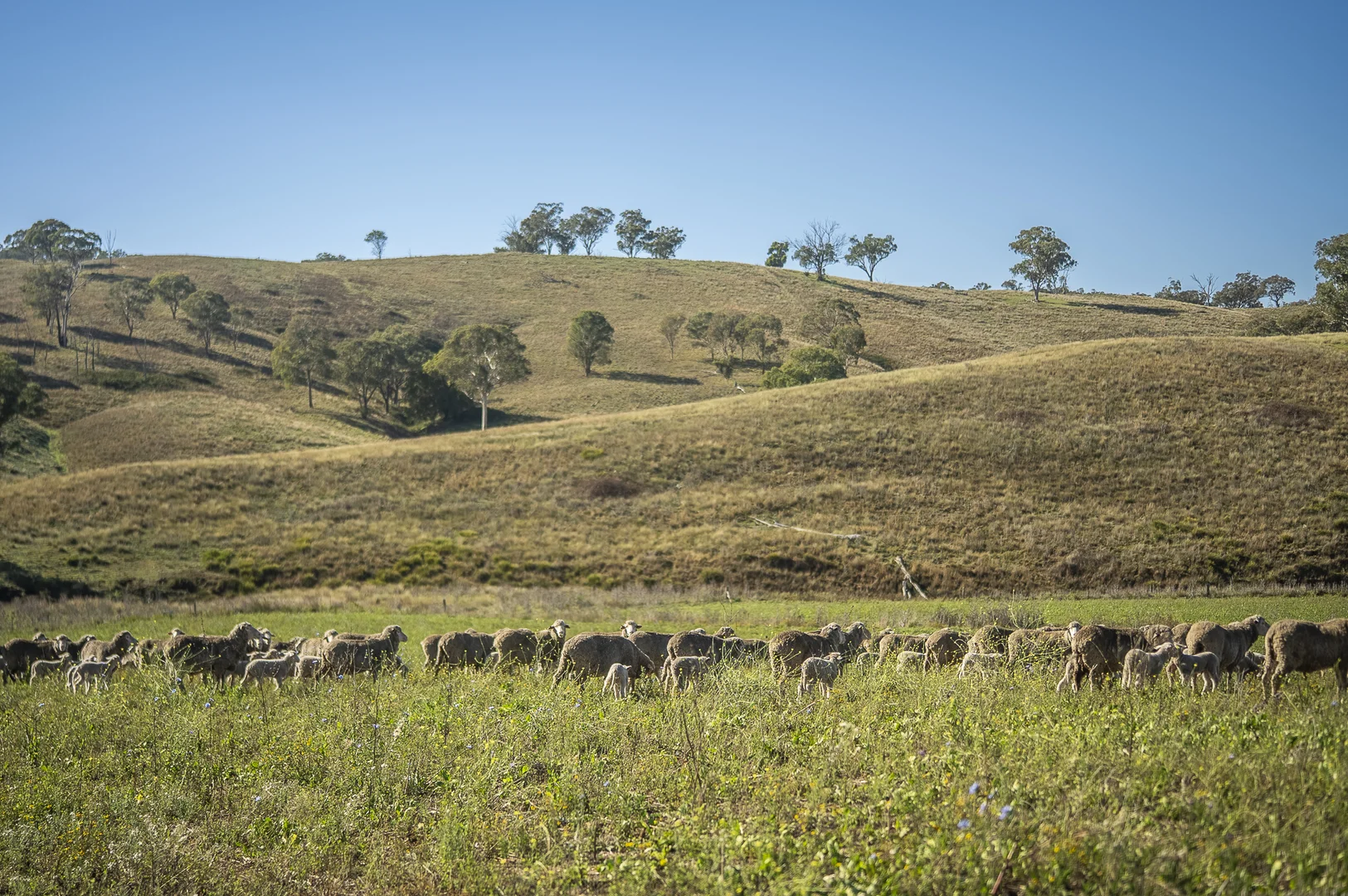 Additional image 26 of 'Coonara' Perrams Road, Ilford NSW 2850