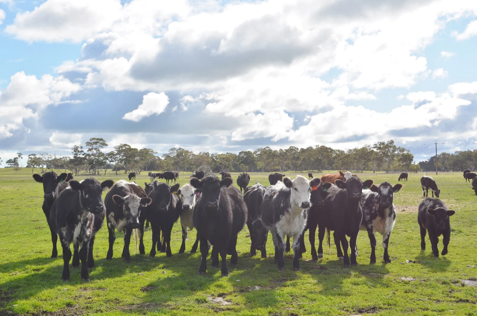 Additional image 9 of Sec 35 Mail Bridge Road, Kingston Se SA 5275