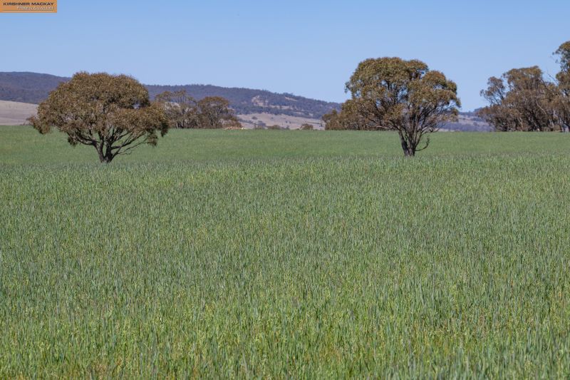 Boloco Station 6378 The Snowy River Way, Dalgety NSW 2628, Image 2