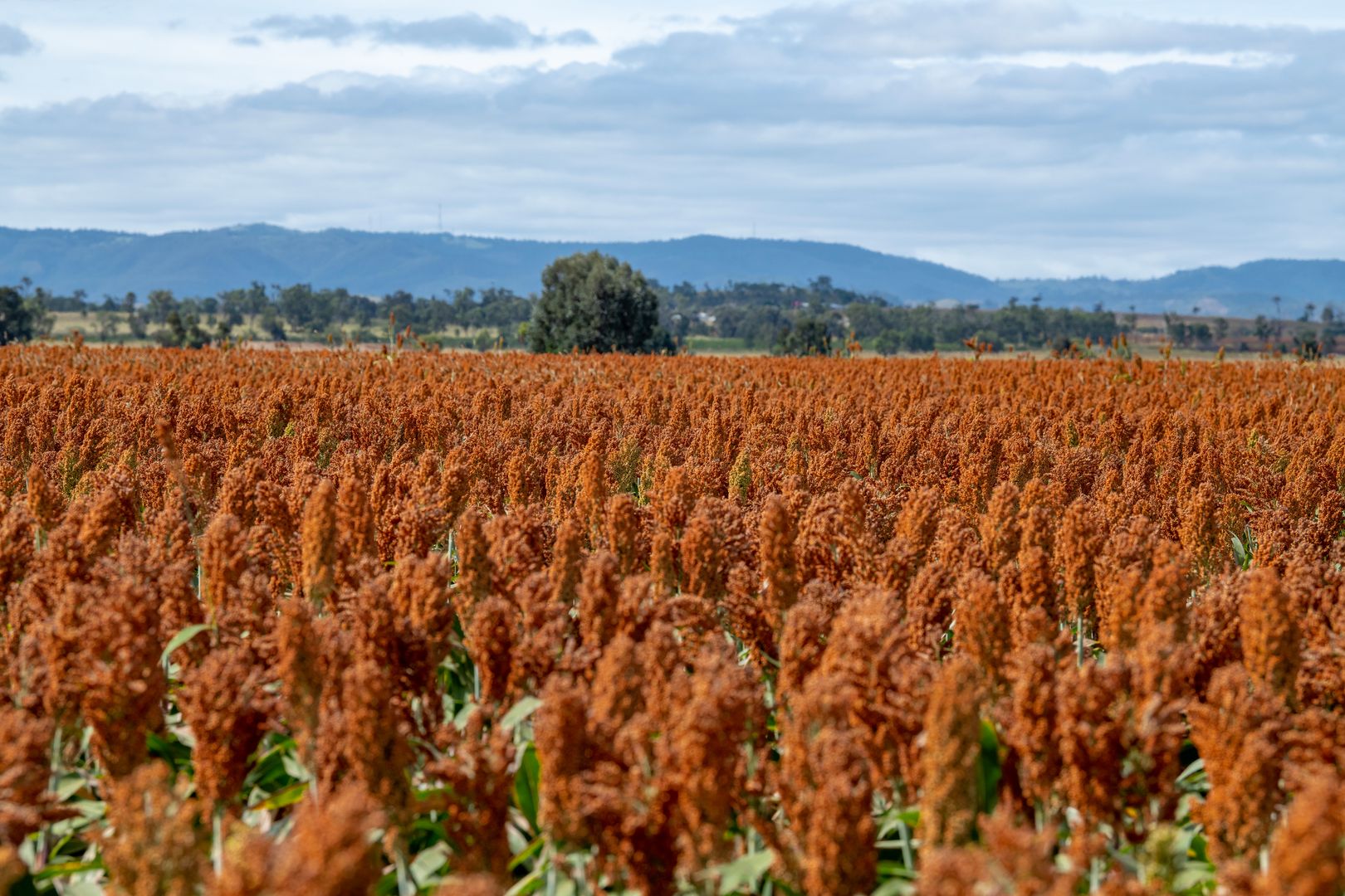 "Laucam"/0 Dalby - Cooyar Road, Kaimkillenbun QLD 4406, Image 1