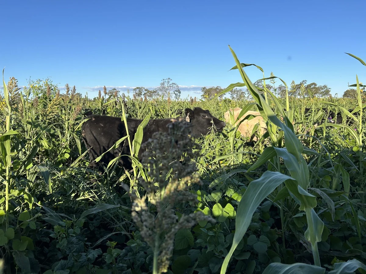 Additional image 26 of 2330 Dalby Cooyar Road, Kaimkillenbun QLD 4406