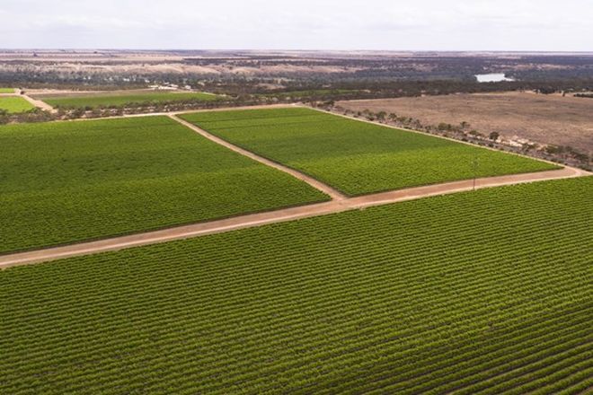 Picture of Glen Devlin Vineyard Goyder Highway, DEVLINS POUND SA 5330