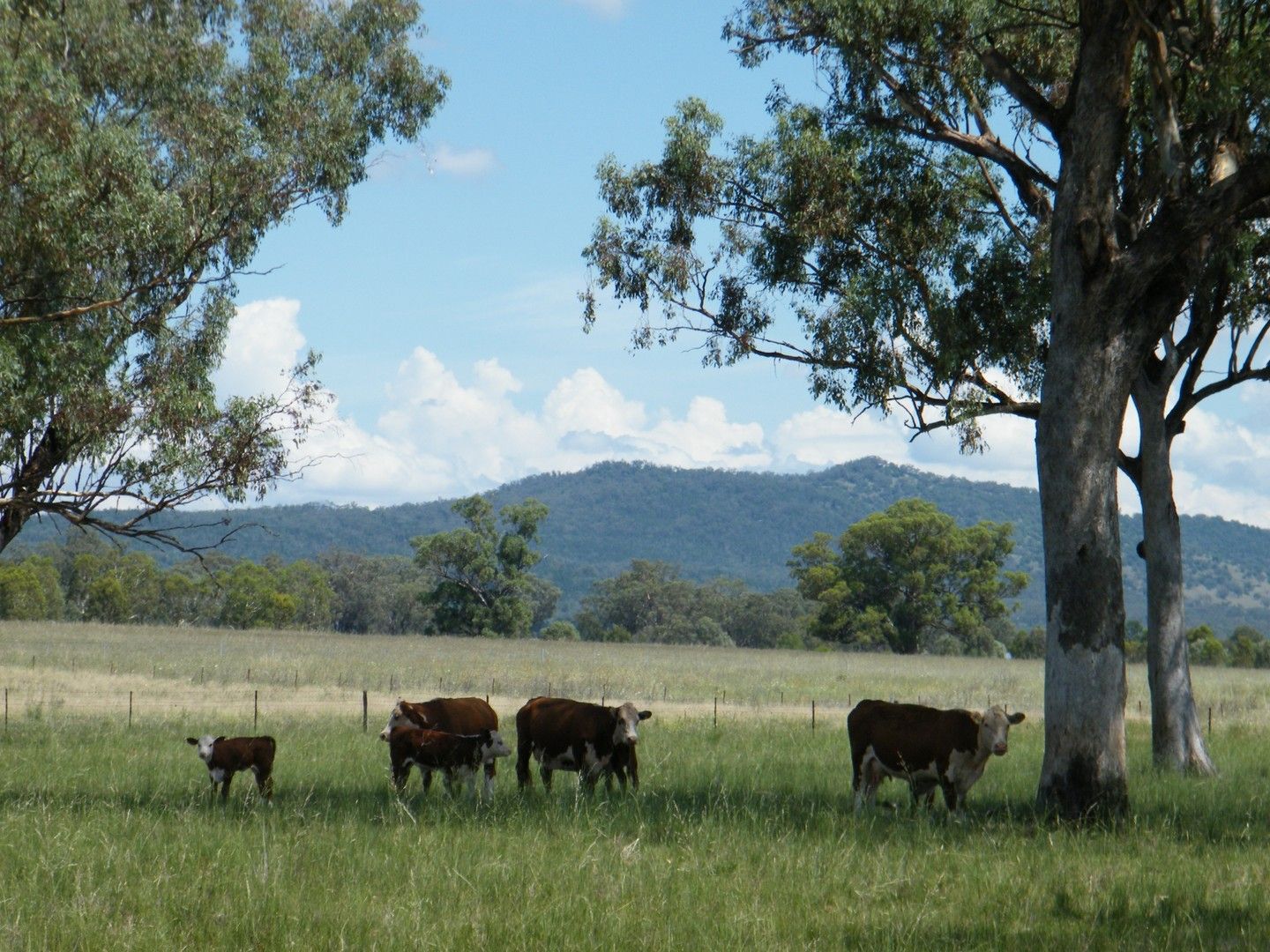 528 Werris Creek Road, Quirindi NSW 2343, Image 0