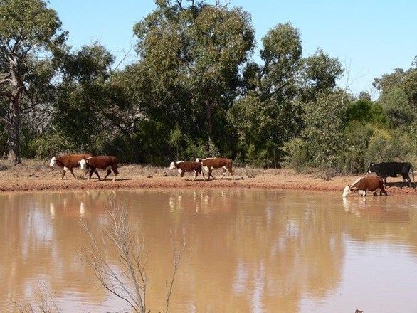 . Kingbolt, Bourke NSW 2840, Image 0