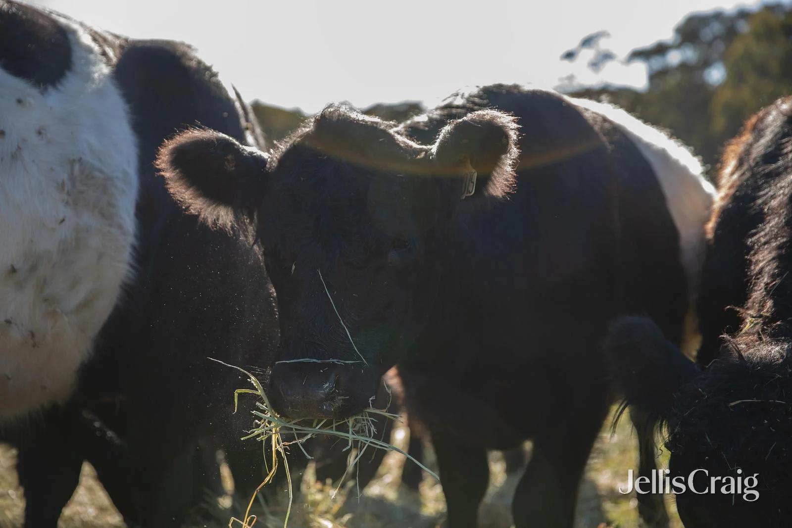 Additional image 21 of 645 Blackwood Road, Trentham VIC 3458