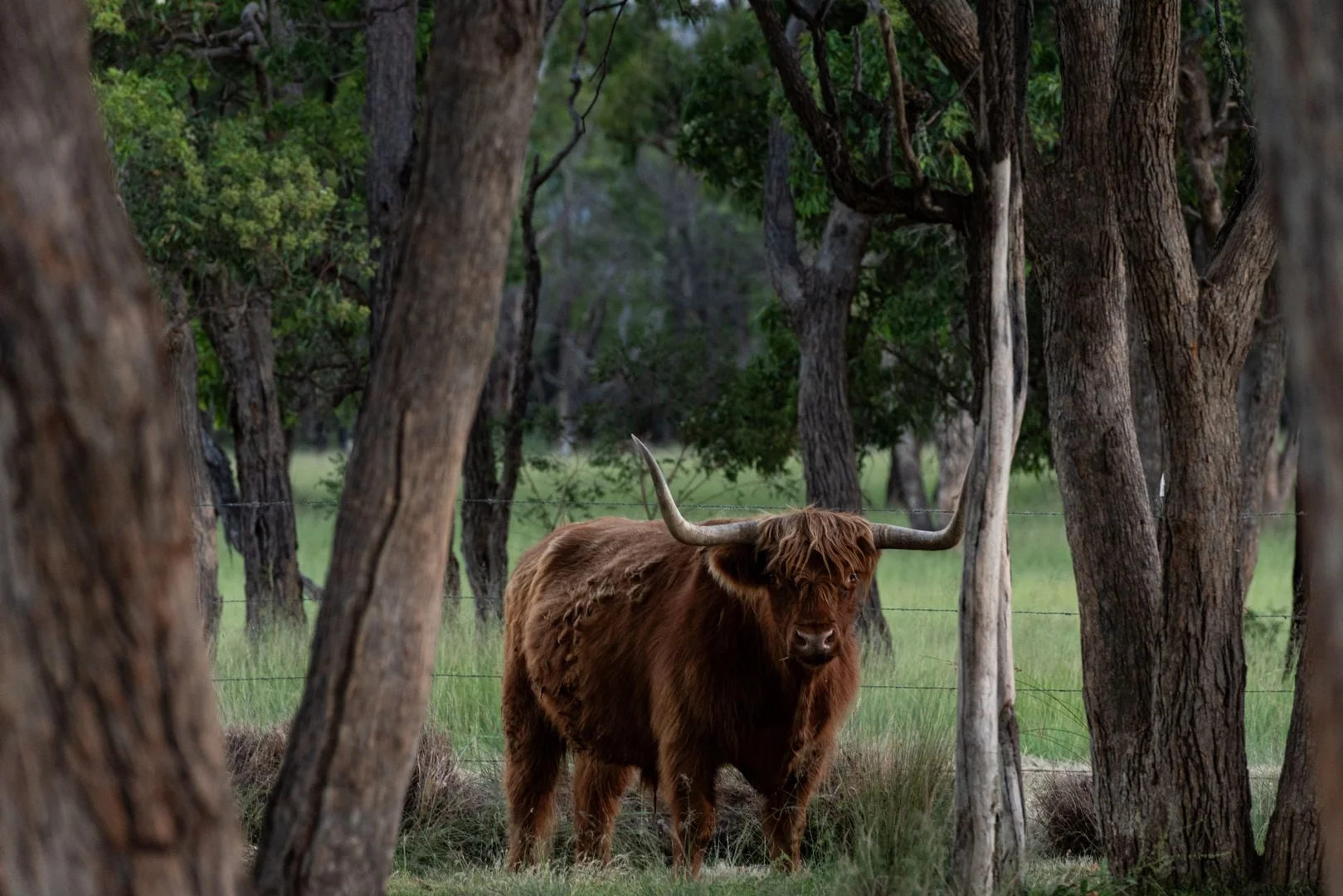 Additional image 29 of 555 Thorndale Road, Thorndale QLD 4380