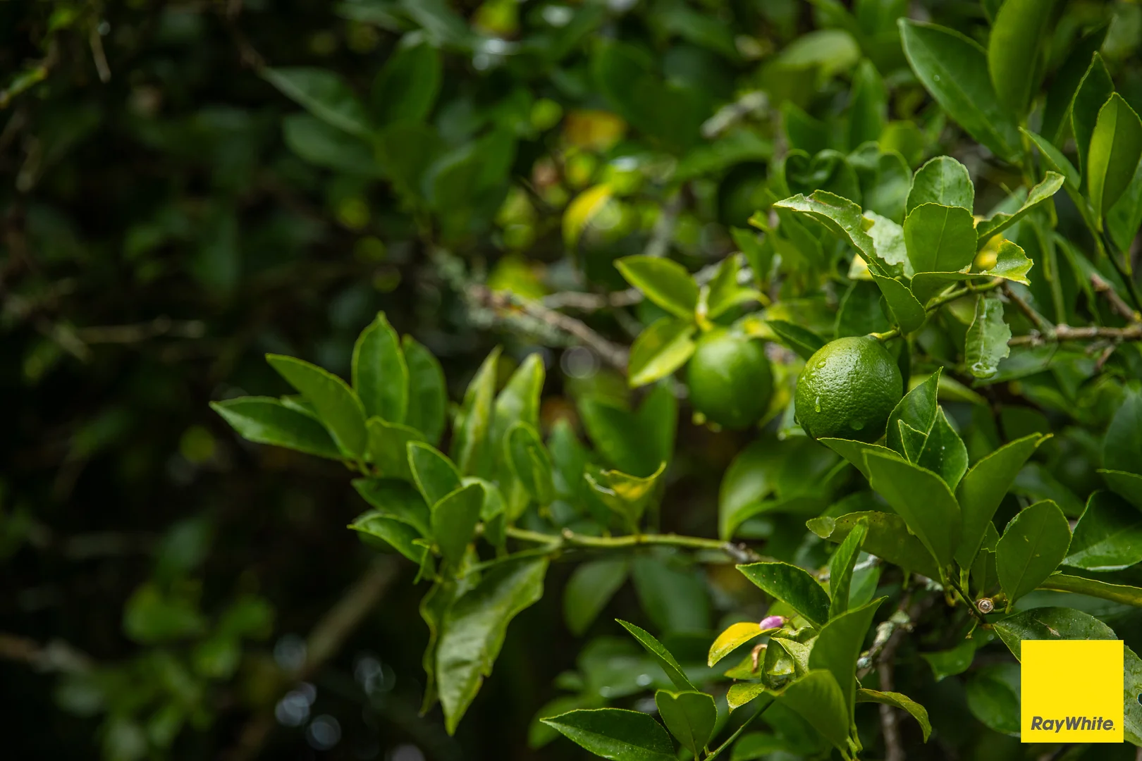 Additional image 12 of 18 Beech Street, Dorrigo NSW 2453