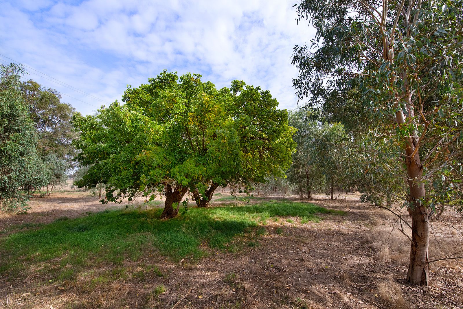 2, 3 & 4/8 Creswick-Newstead Road, Newstead VIC 3462, Image 2