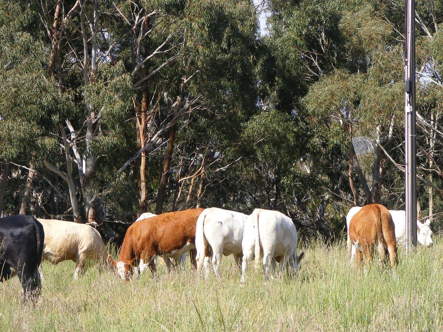 Mount Barker SA 5251, Image 2