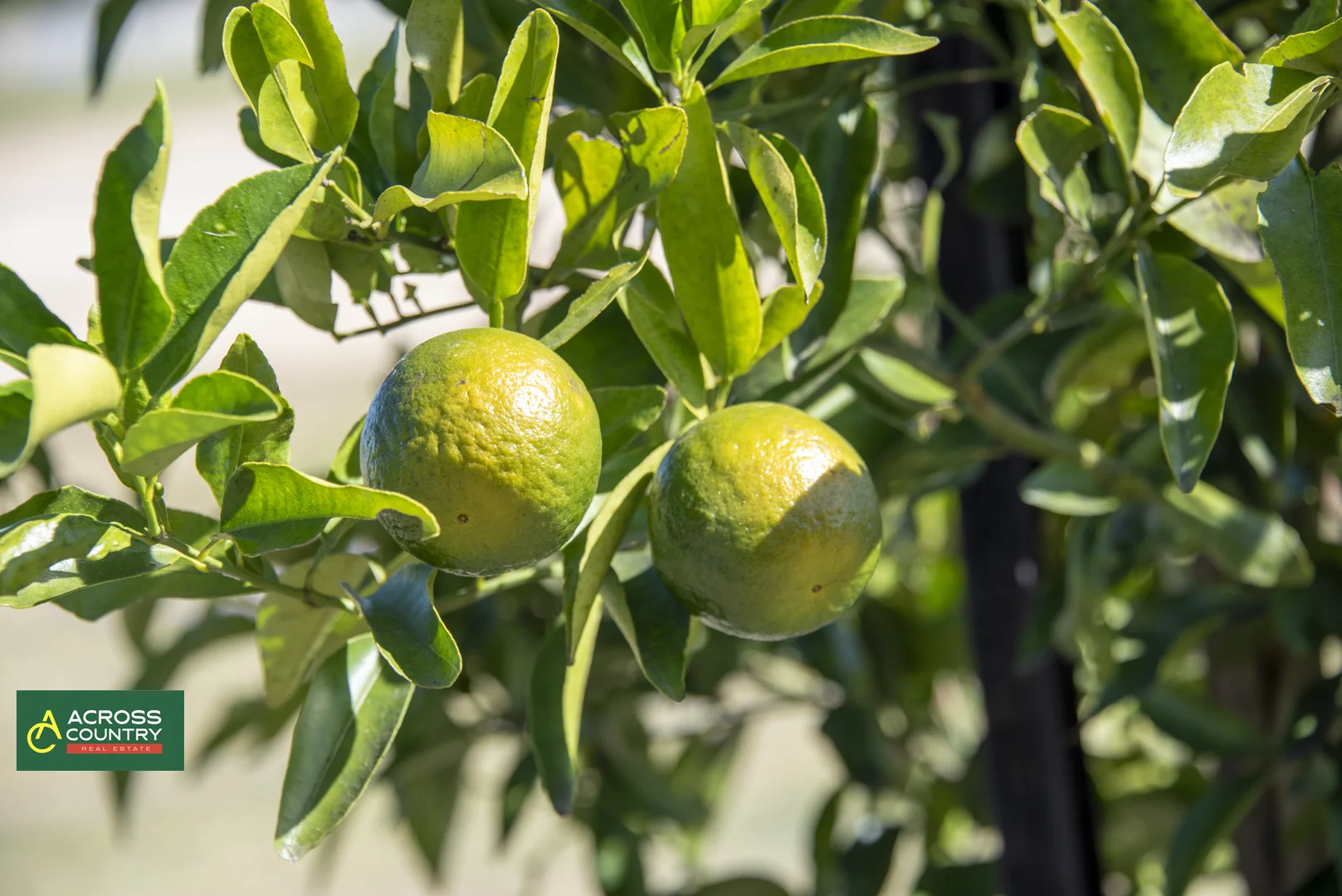 Additional image 33 of 18 Steinhardts Road, Moffatdale QLD 4605