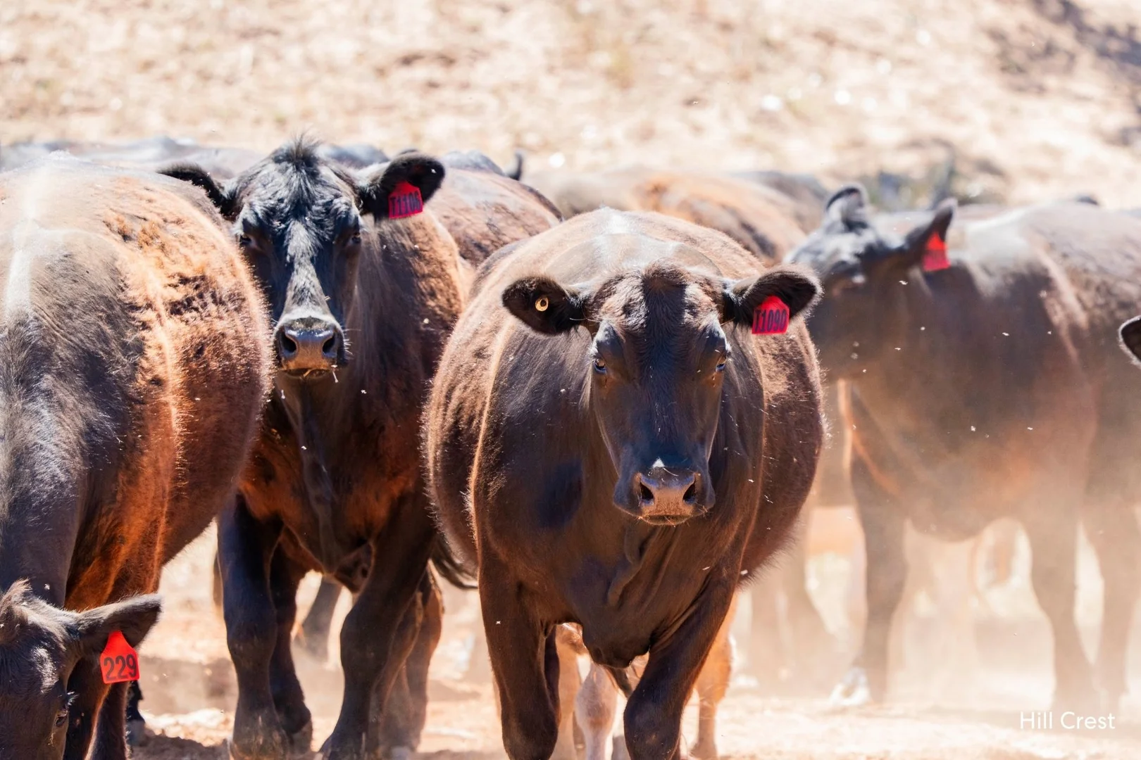 Additional image 27 of Kamarah Road, Narrandera NSW 2700