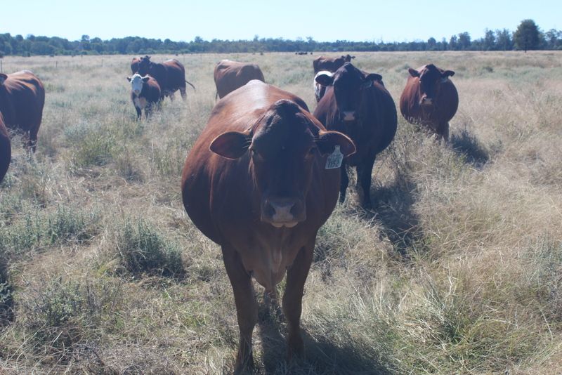 " Murrisk", Goondiwindi QLD 4390 House for Sale 1,300,000