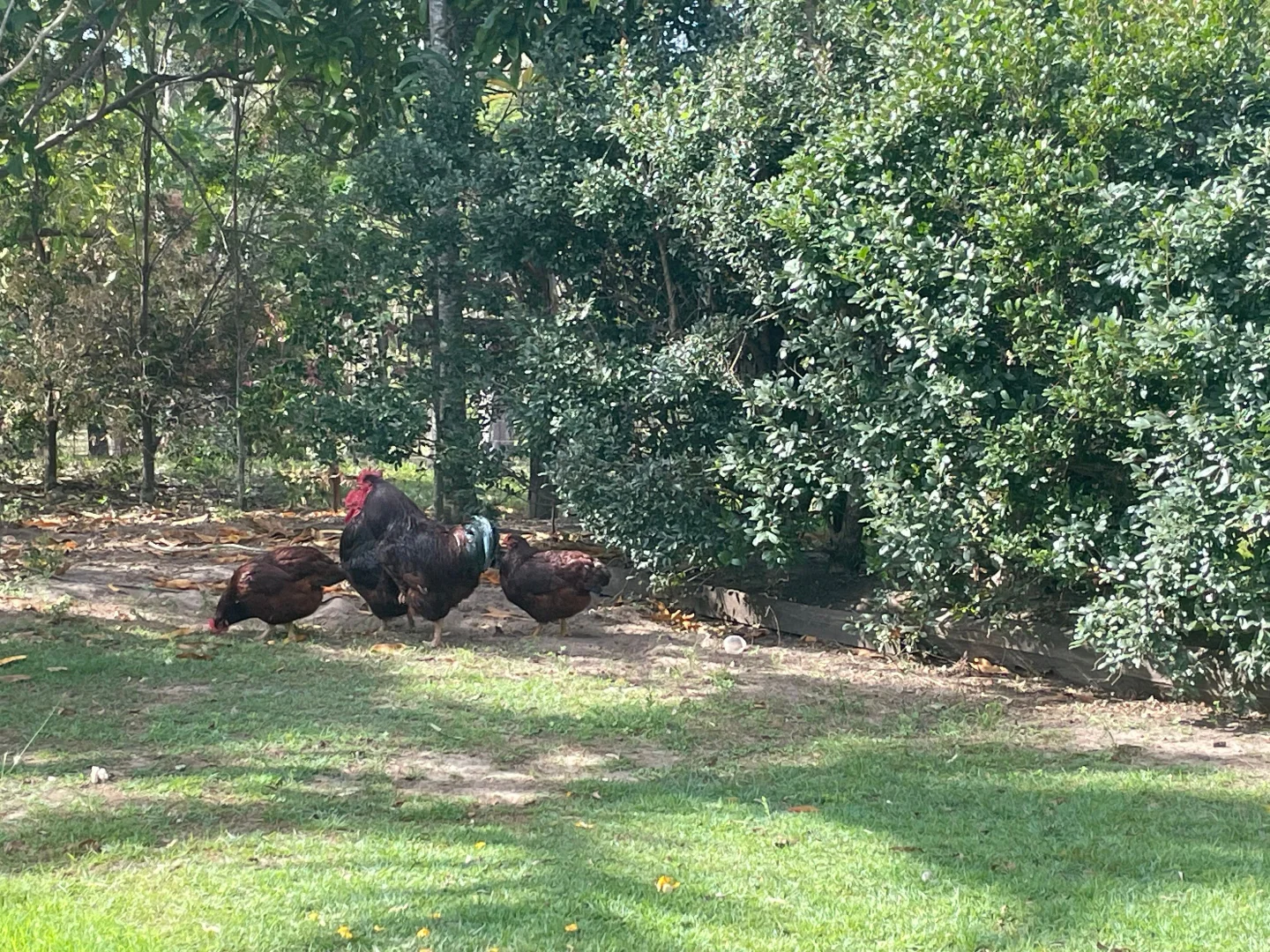 Additional image 21 of 608 Cross Road, Baffle Creek QLD 4674