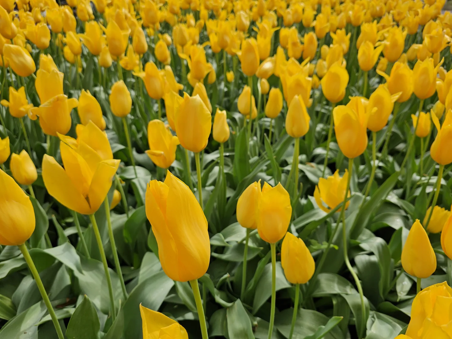 Additional image 16 of 8 Turf Place, Quakers Hill NSW 2763