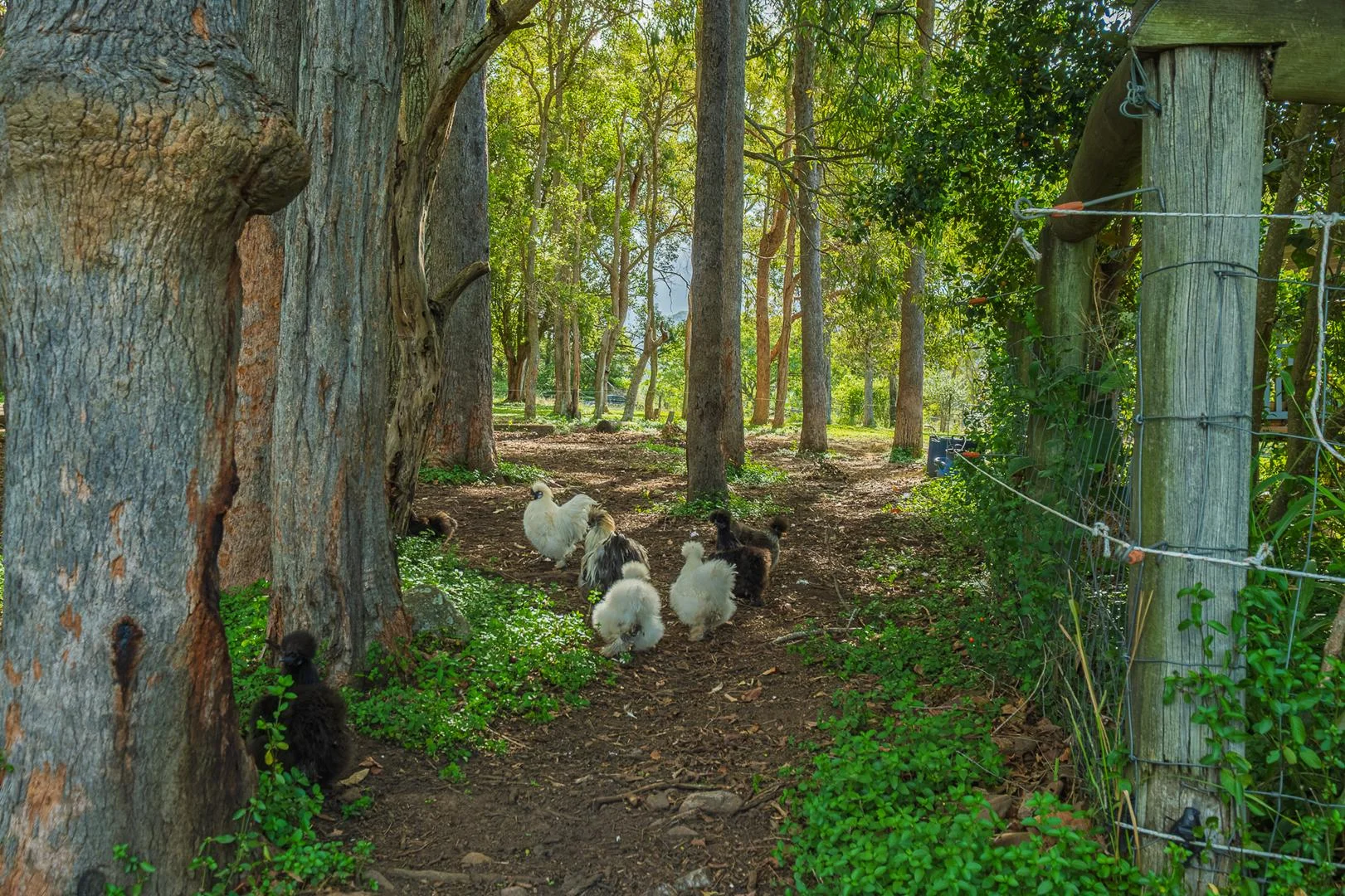 Additional image 36 of 40 McGinn Road, Gheerulla QLD 4574