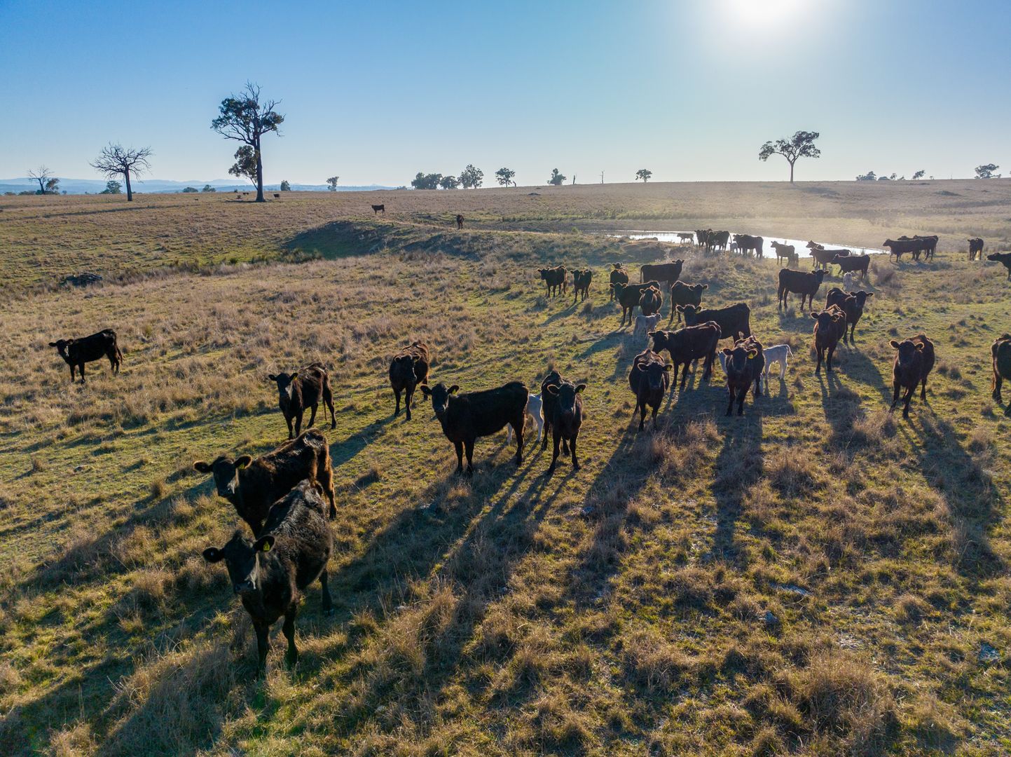 ‘Summer Hill & Rosedale’ Aggregation, Summerhill Road, Cassilis NSW 2329, Image 2