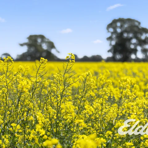 Additional image 12 of 235 Clearview Road, Savernake NSW 2646