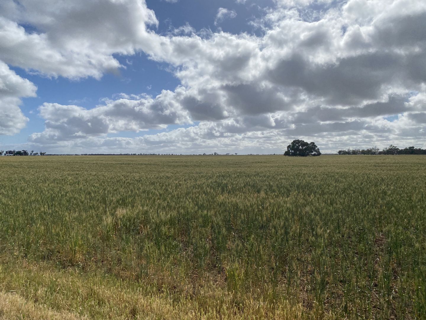 Warracknabeal VIC 3393, Image 2