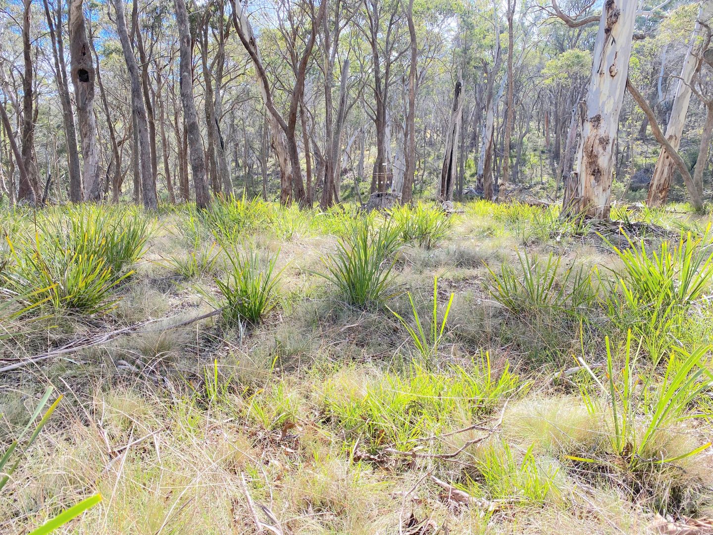 1031 Wombeyan Caves Road, Wombeyan Caves NSW 2580, Image 1