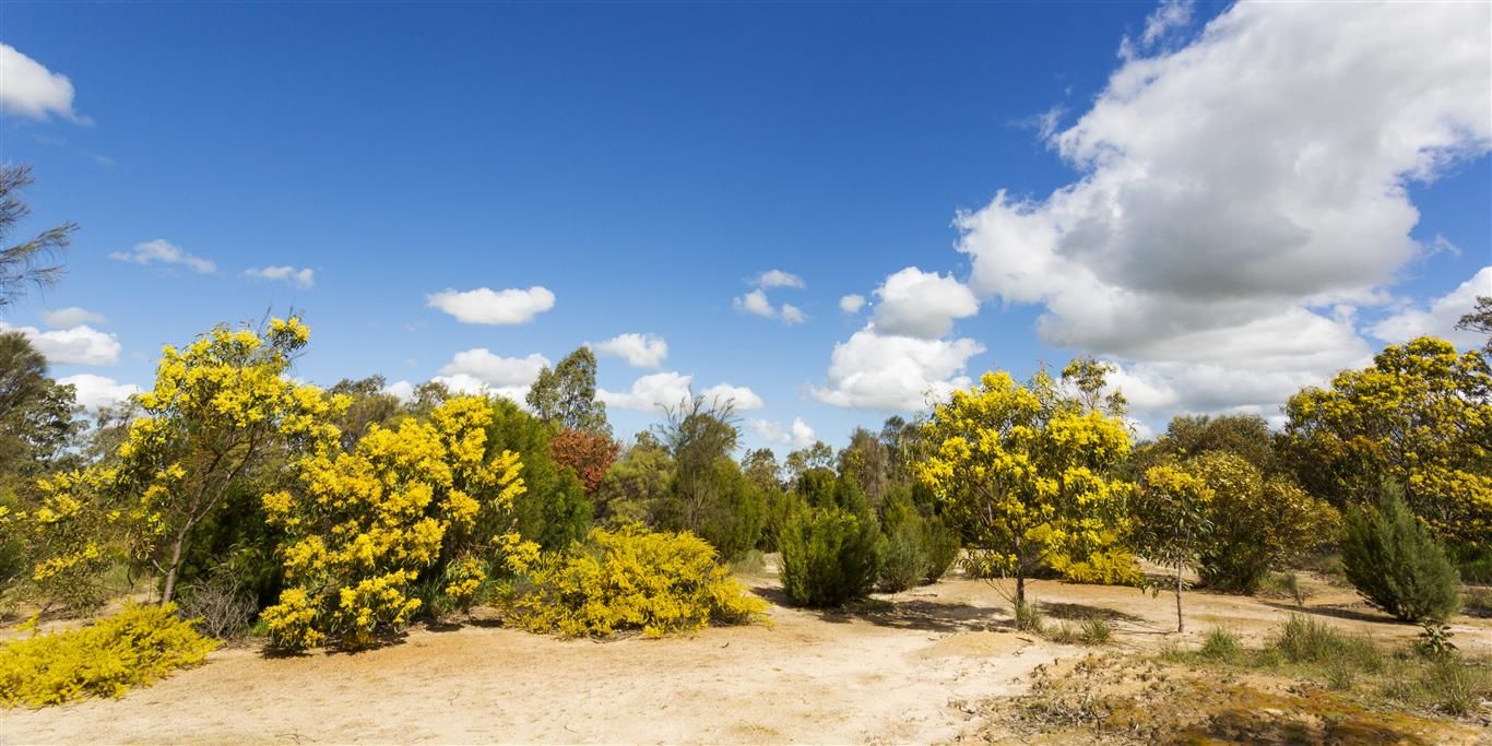 . Sections 14B, 14A & 14A1 Hundred of Stokes, Cockaleechie SA 5631, Image 1