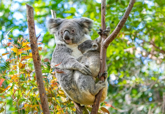 Koala Park Estate