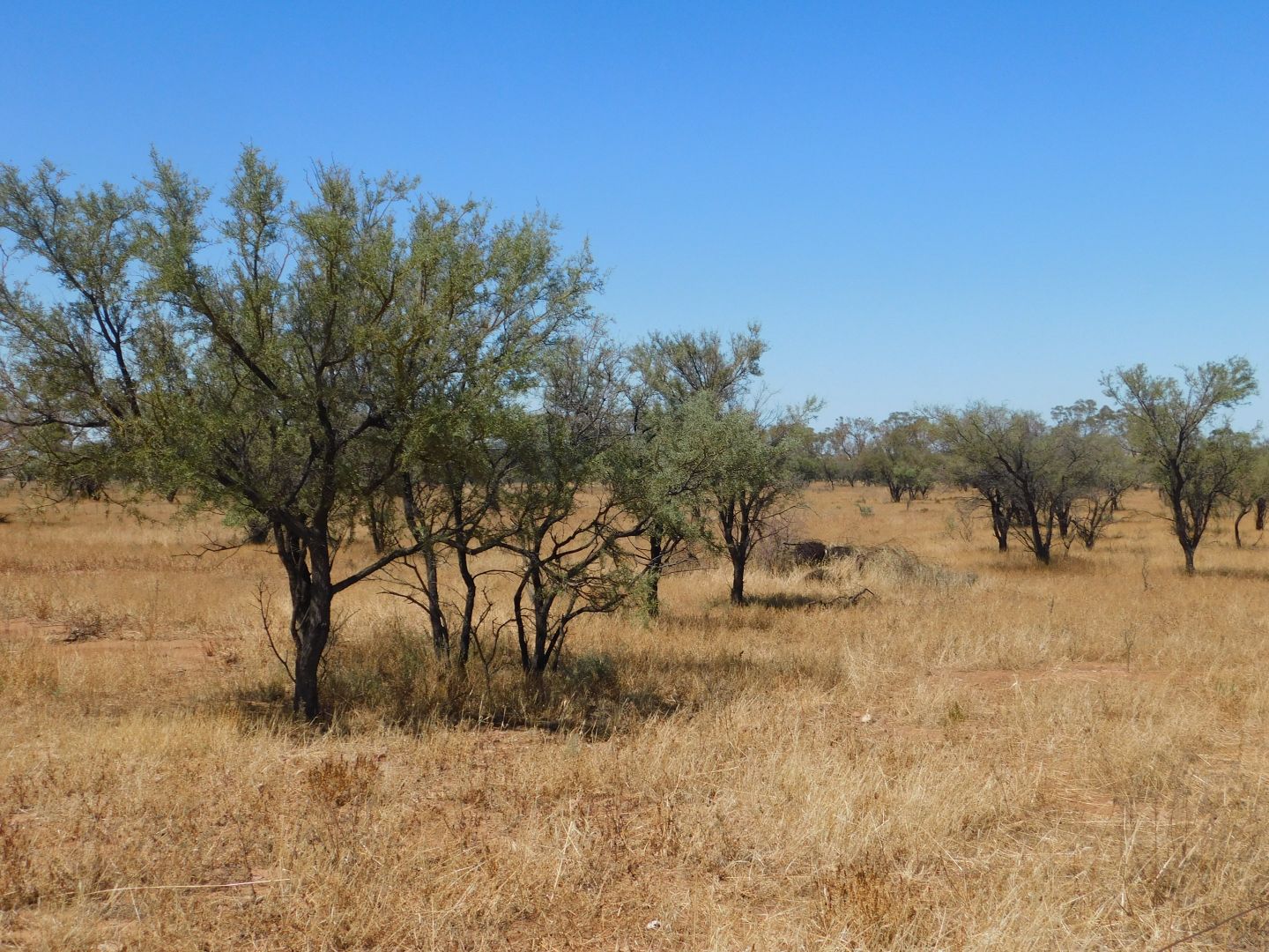 Lot 155 Gulf View Road, Napperby SA 5540, Image 2