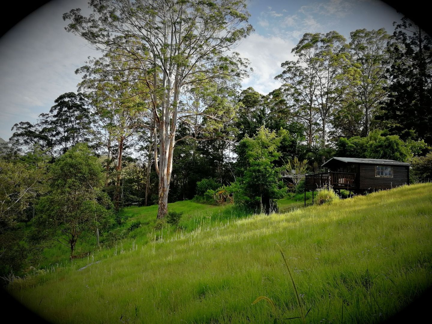 146 Nimbin Road, Mount Burrell NSW 2484 House for Sale Domain