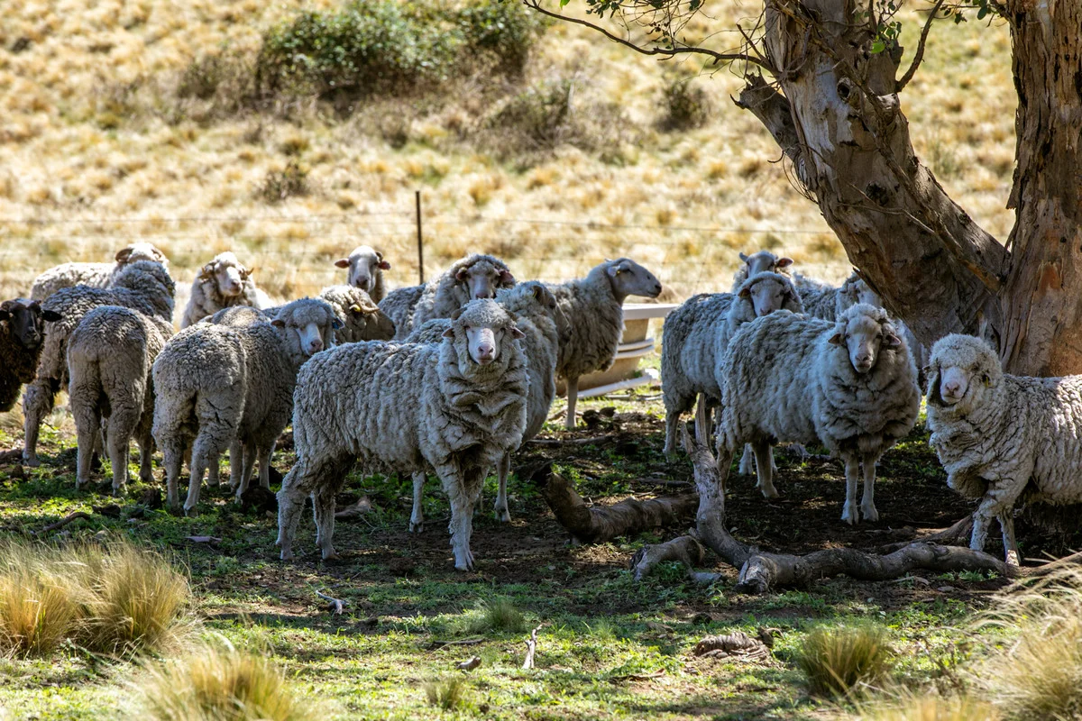 Additional image 11 of 1936 Greenmantle Road, Bigga NSW 2583