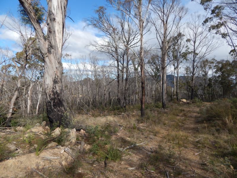 Lot 86 Countegany Road, Countegany NSW 2630, Image 1