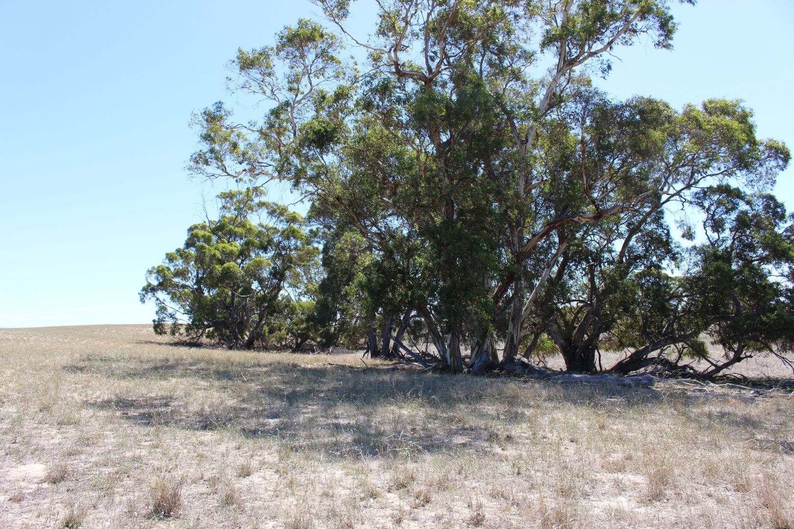 Proposed Allotment 2 Barney Road, Netherton SA 5301, Image 1