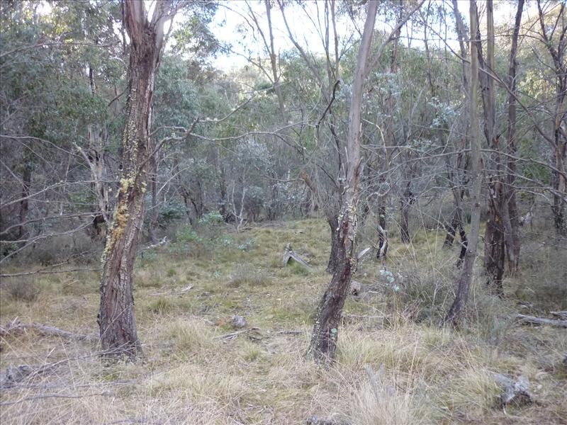 Lot 128 Ashvale Road, Adaminaby NSW 2629, Image 2