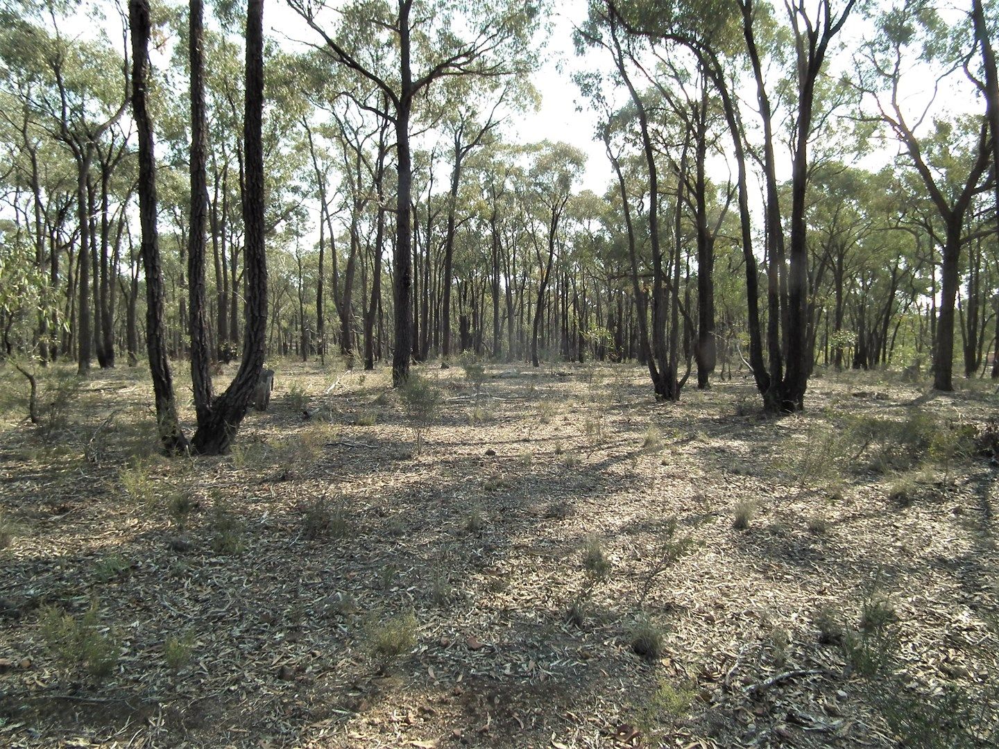 Lot 8 Gold Diggers Road, Bailieston VIC 3608, Image 0