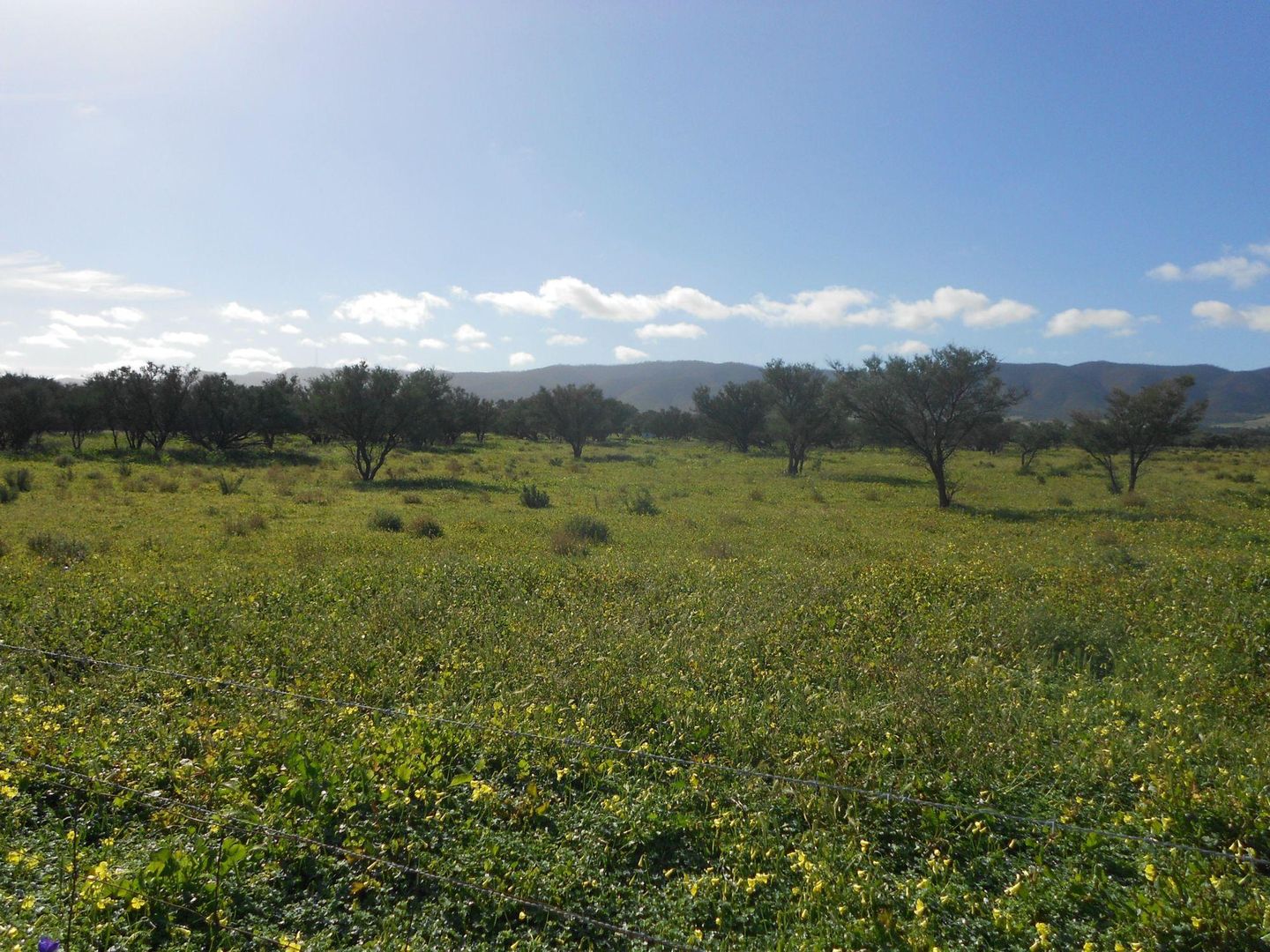 Lot 181 Government Road, Napperby SA 5540, Image 1