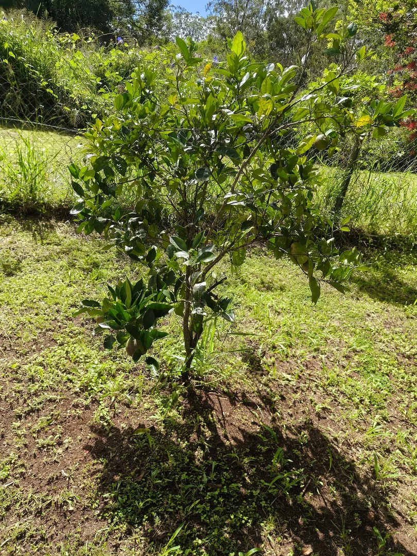 Additional image 8 of Ravenshoe QLD 4888