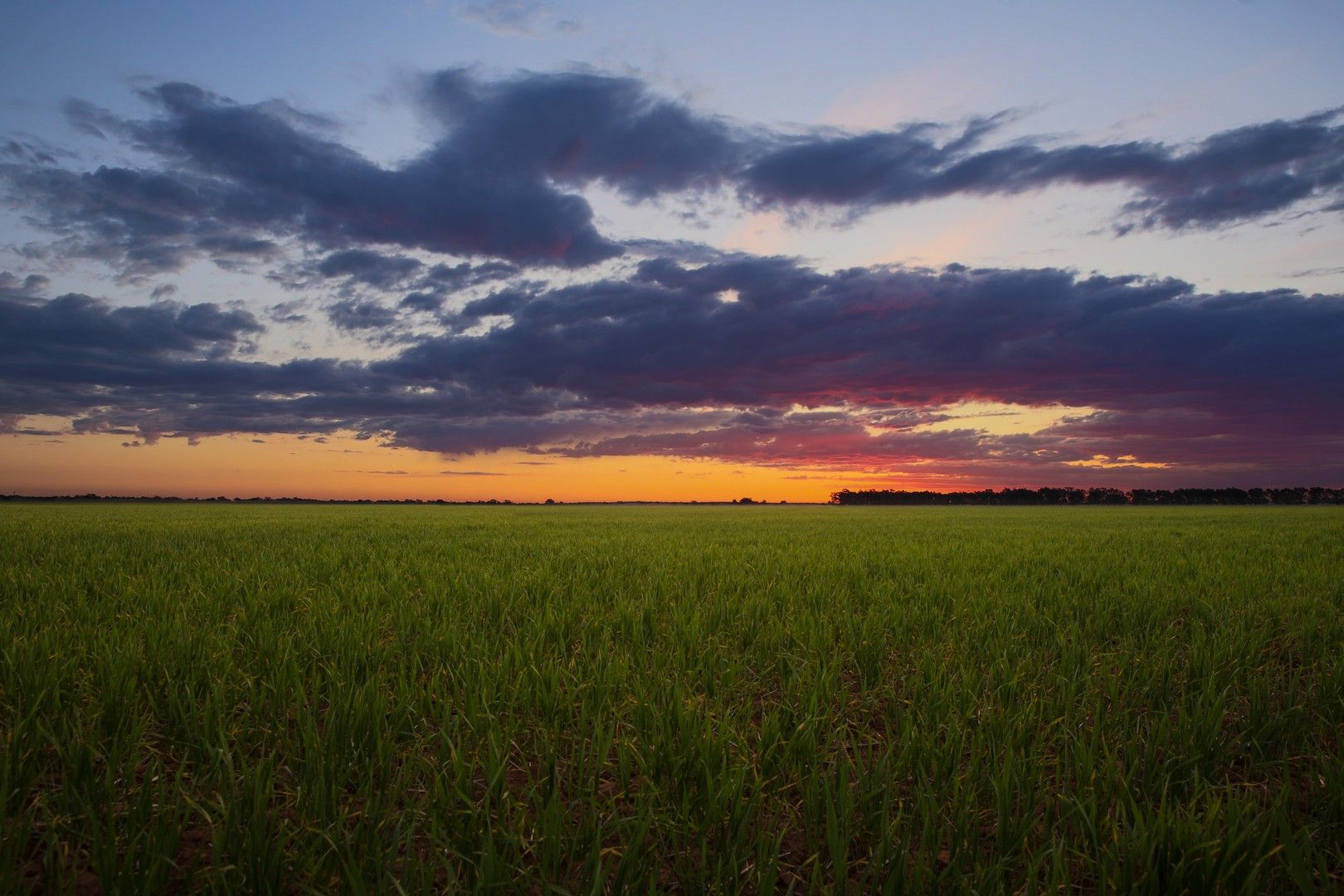 . "Lilydale", West Wyalong NSW 2671, Image 0