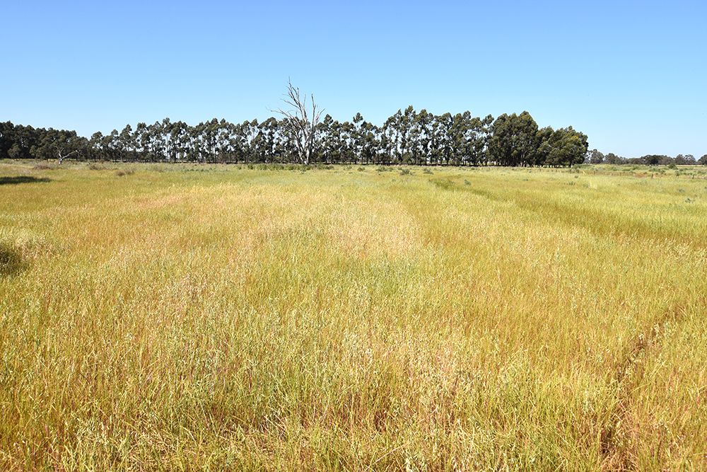 Blamey Road, Carag Carag VIC 3623, Image 0