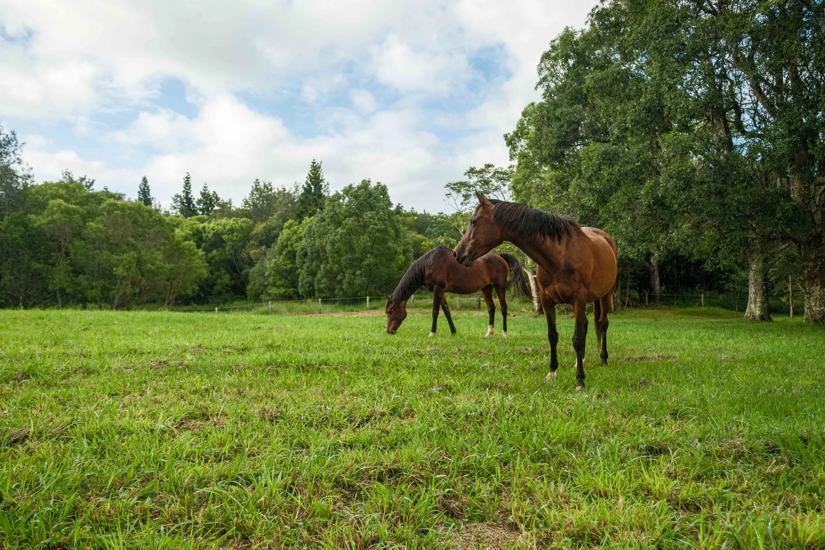 Additional image 35 of 42 May Street, Dunoon NSW 2480
