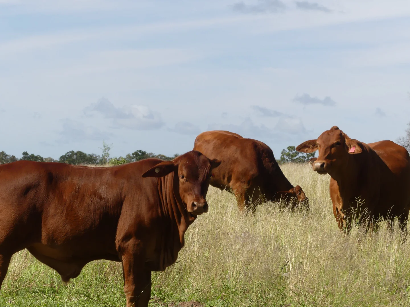 Additional image 27 of 'Langley' 344 Clarke Creek Road, Dulacca QLD 4425